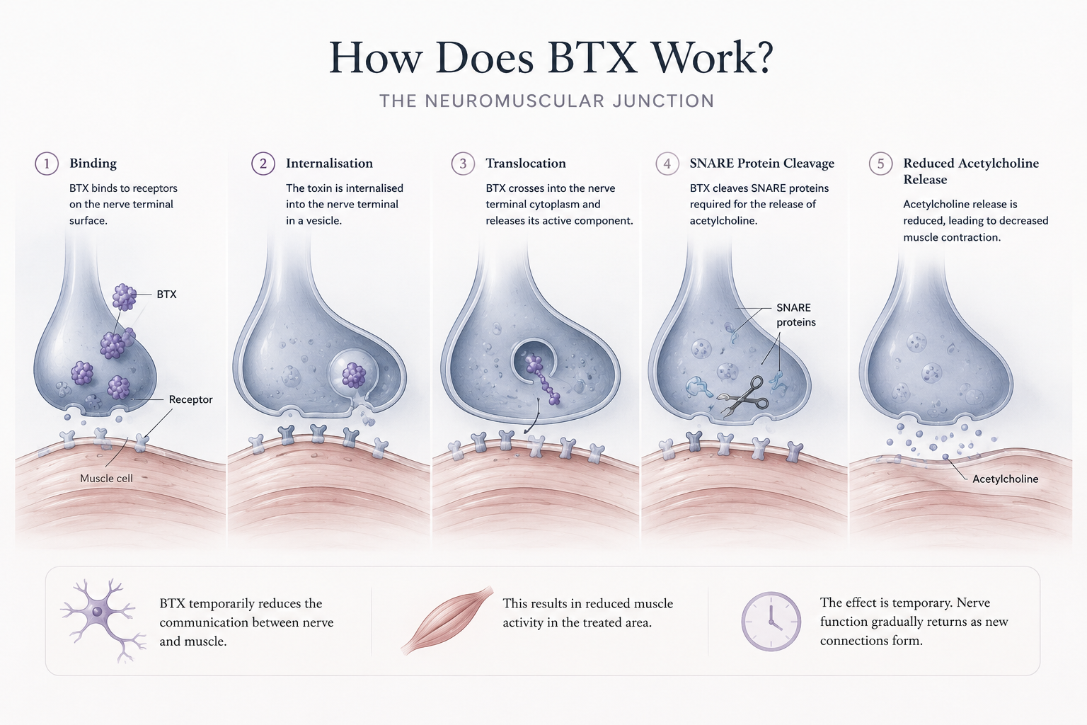 How Does BTX Work